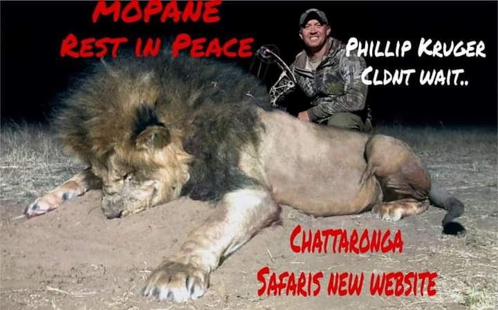 MOPANE, father, king & Pride Leader was Bowed by T. H Phillip Smith of Peak Sport & Spine Missouri on 5/09/21. Mopane suffered for over 20 hours & finished with a bullet. His Killing bought the total Pride Leaders slaughtered around Hwange to over 21. We will never forget💔