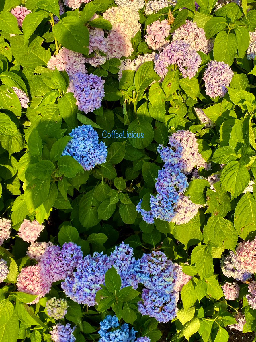 LiciousCoffee's tweet photo. Flower photos taken during nature walks.
Happy #FlowersOnFriday πΈπΏπΊπΏ
#nature #flowerphotography #Nature_Walk #NatureBeauty #NaturalBeauty #naturelovers #PhotographyIsArt #trees #flowers https://t.co/HWhLLTYdC9