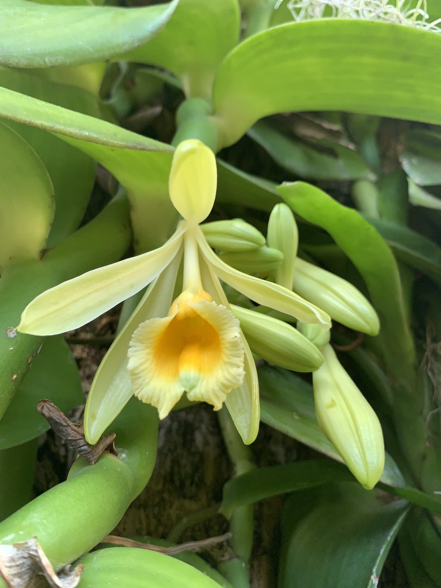 BrowNatOrchids's tweet image. Today’s Florida Master Gardener Volunteer mentoring session included a lesson on hand pollinating Vanilla pompona. Good timing! @HortUrban