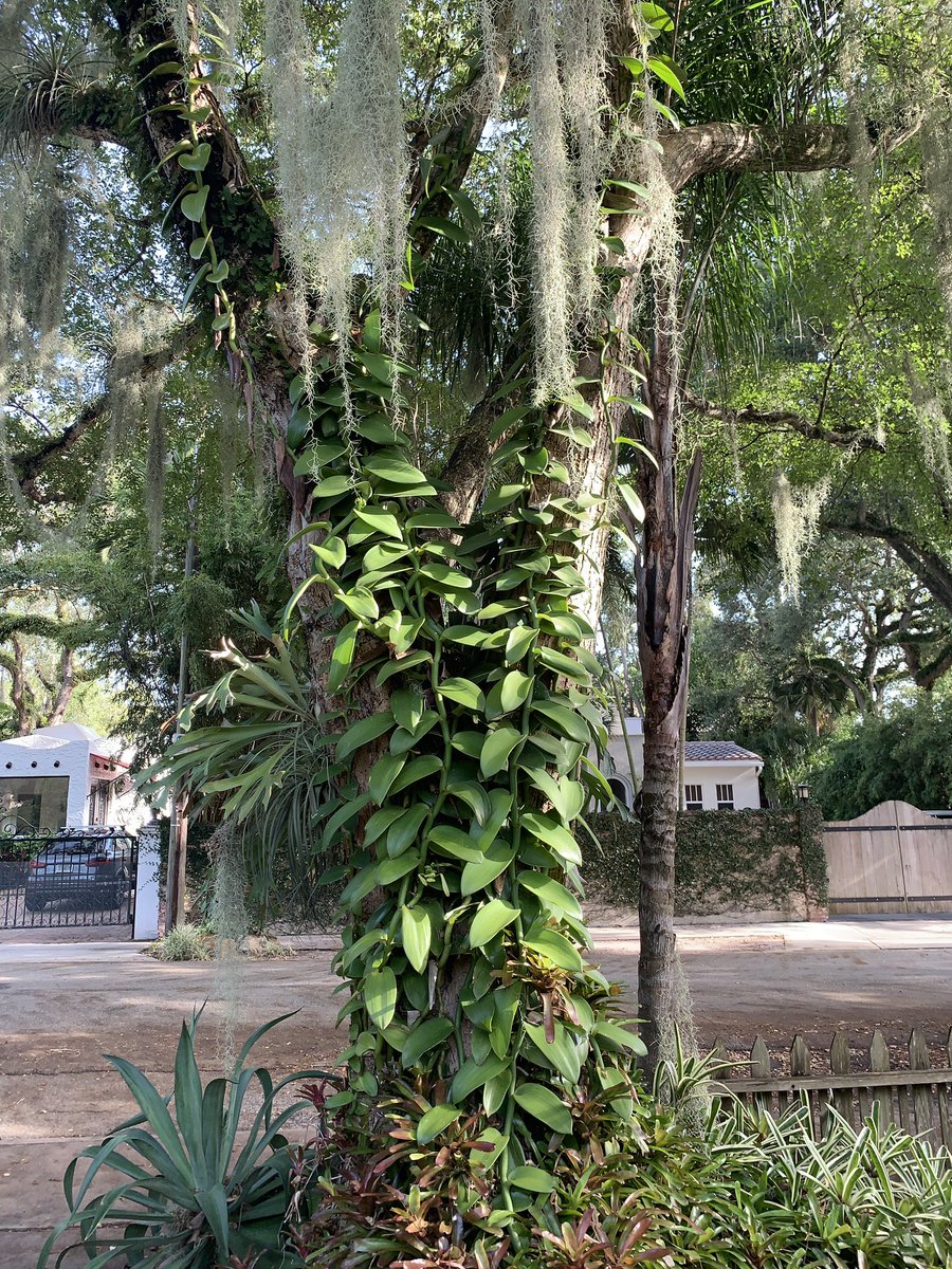 BrowNatOrchids's tweet image. Today’s Florida Master Gardener Volunteer mentoring session included a lesson on hand pollinating Vanilla pompona. Good timing! @HortUrban