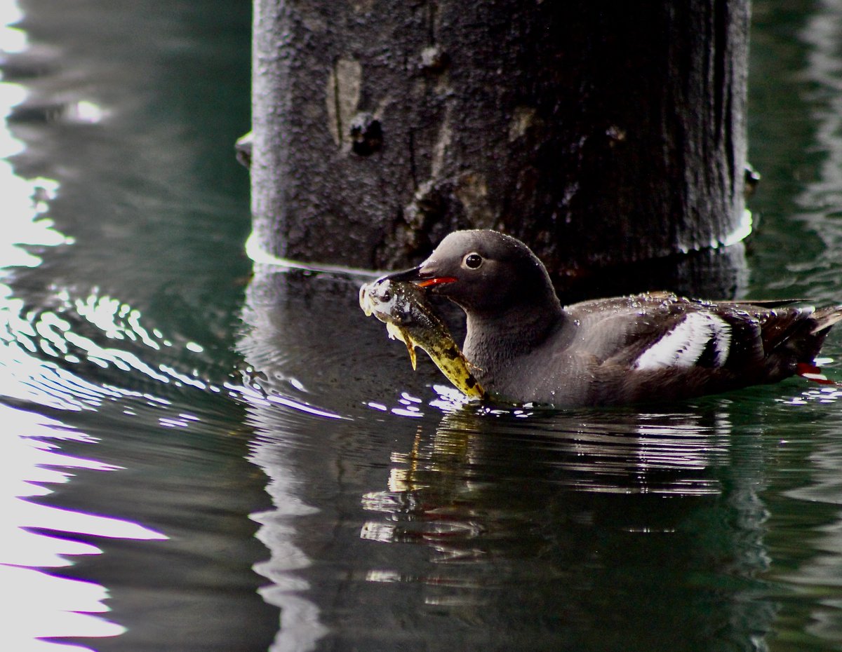Grizzlyclairee's tweet photo. Some photos of Pigeon Guillemot (Cepphus Columba) that I took this summer while looking at their nesting behavior!!! I'm going to miss them. https://t.co/yIrETFEHCP