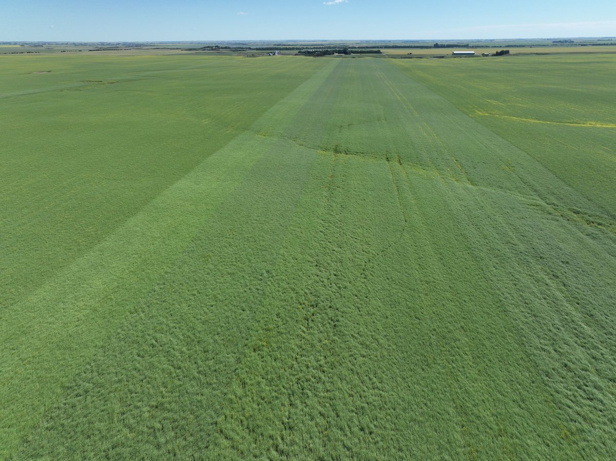 Shelby_LaRose01's tweet photo. Checking on the @ProvenSeed Liberty Link FPC trial near Indian Head sure has me excited for harvest! Not shown here is the massive amount of pods and plant material in these varieties. 
Can’t wait to do some pod counts once flowering has finished! https://t.co/iPkdoCpluz
