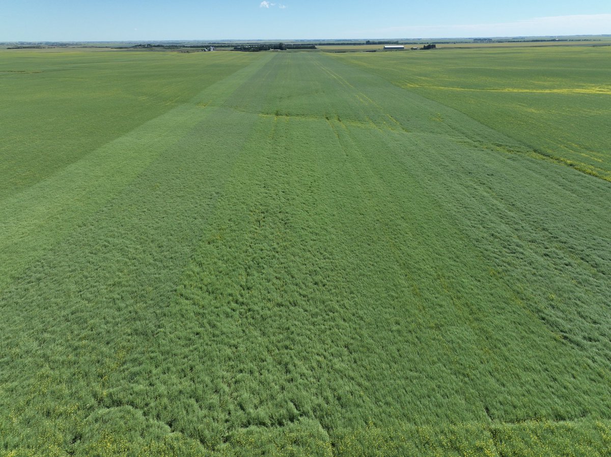 Checking on the <a href="/ProvenSeed/">Proven Seed</a> Liberty Link FPC trial near Indian Head sure has me excited for harvest! Not shown here is the massive amount of pods and plant material in these varieties. 
Can’t wait to do some pod counts once flowering has finished!
