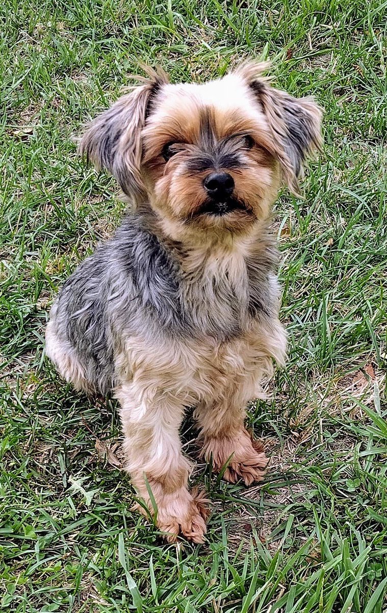 Petsmart0509's tweet photo. Come in today to see our adoptable cats and dogs! They'll be here from 12p-4p. @creeksideresidence https://t.co/jA9PqK3thU