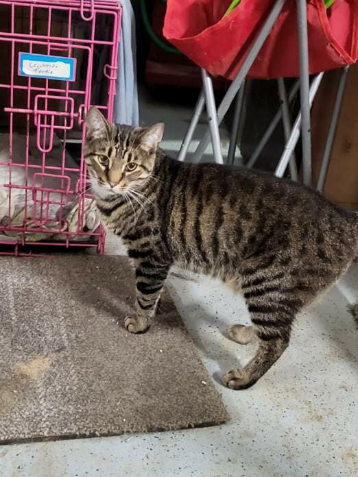 Petsmart0509's tweet photo. Come in today to see our adoptable cats and dogs! They'll be here from 12p-4p. @creeksideresidence https://t.co/jA9PqK3thU