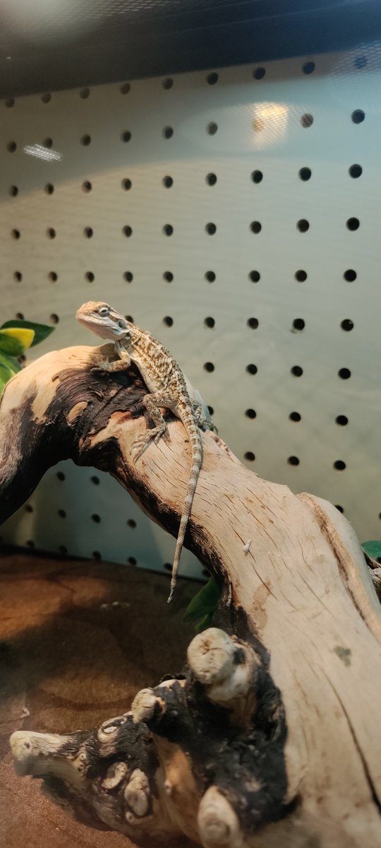 Petsmart0509's tweet photo. Until August 28th, all ball pythons and bearded dragons are 50% off. https://t.co/46sKOEuugz