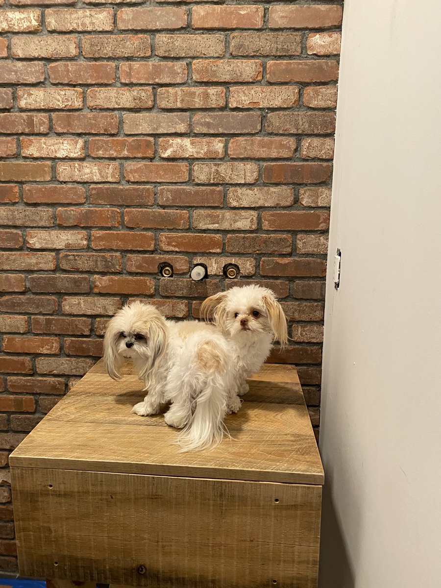 Checking out the new bathroom….. They approve. Have a safe and happy weekend. 👍🙏
