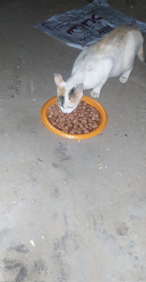 Lawyer_Animal1's tweet image. 🆘My friends in these difficult times we needto provide food for cats because of the bombing and the war Now in our area we cannot go out to them all the time Please help to buy cat food for $150 Please retweet and donate they need us don't let them suffer
paypal.me/help1animals