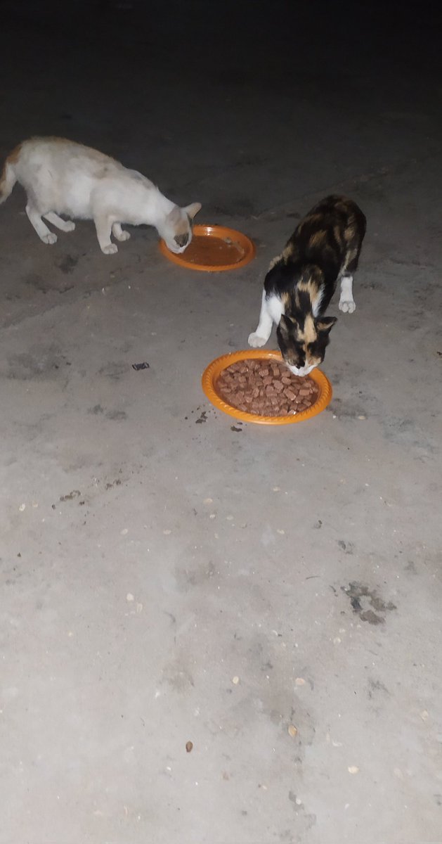 Lawyer_Animal1's tweet image. 🆘My friends in these difficult times we needto provide food for cats because of the bombing and the war Now in our area we cannot go out to them all the time Please help to buy cat food for $150 Please retweet and donate they need us don't let them suffer
paypal.me/help1animals