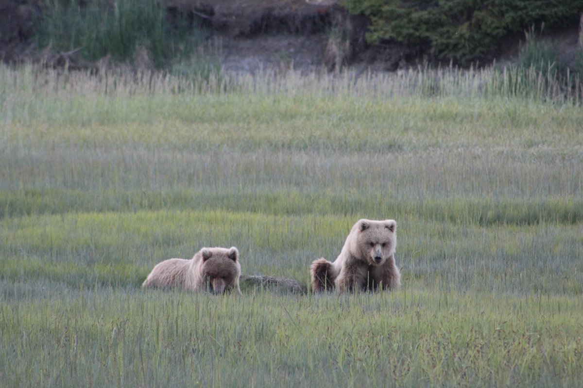 Diana Lafferty tweet media