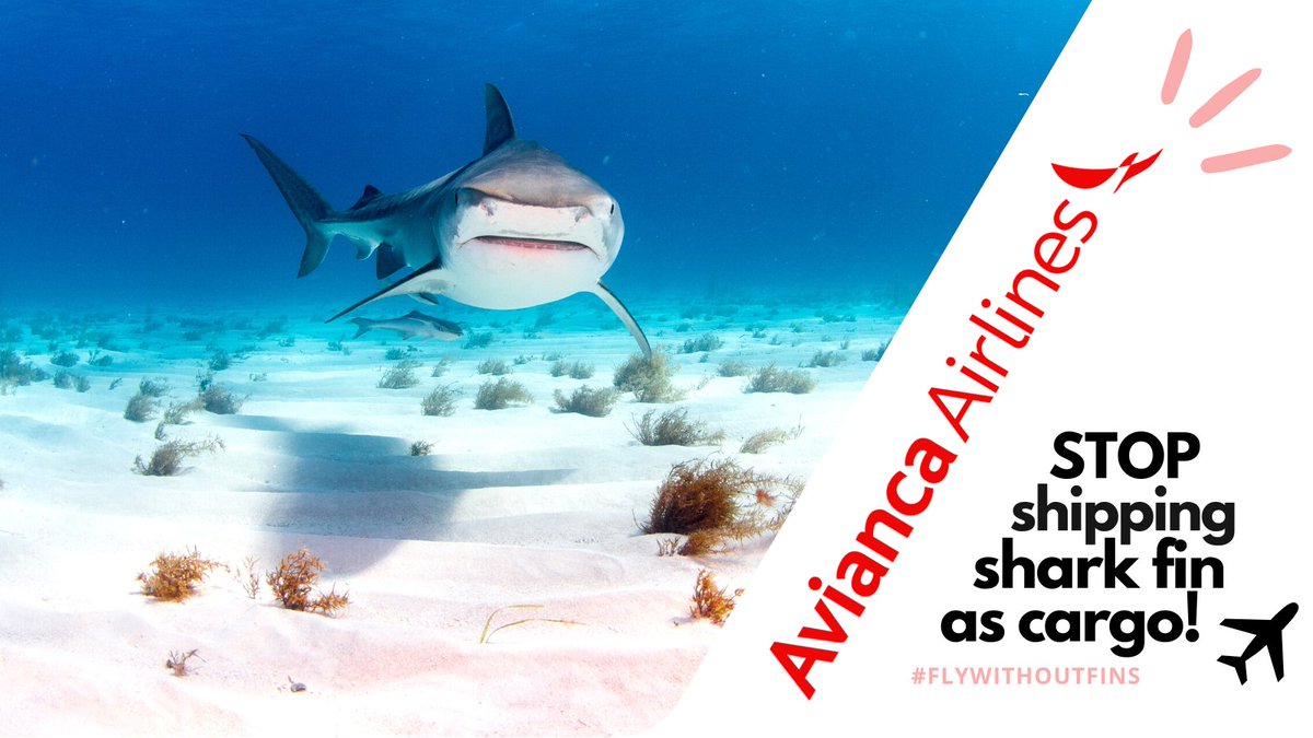The shark fin trade is brutal, fins are sliced off live sharks and millions perish each year. Many airlines perpetuate this barbaric trade by facilitating transportation. @Avianca Be part of the solution and commit to a shark fin ban today?#FlyWithoutFins