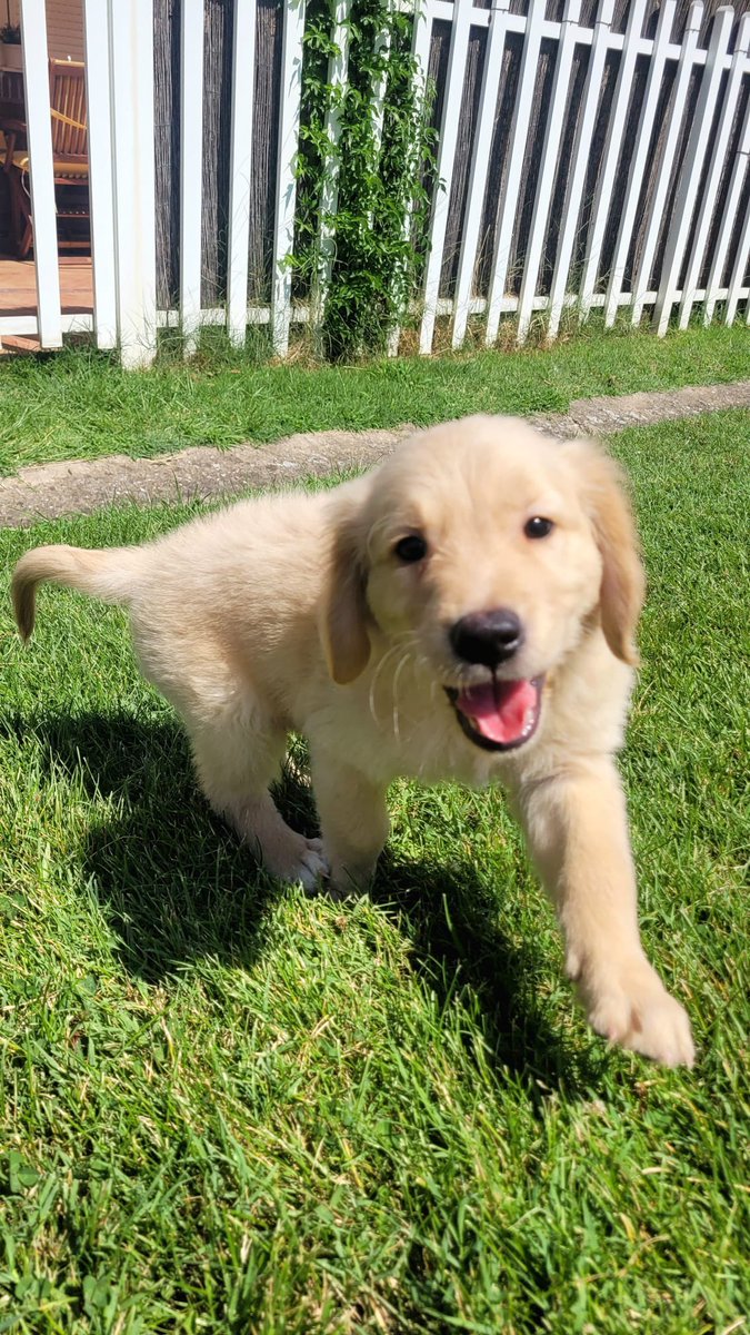 We are looking for active members that want to discover a great, new community... 🫶🐶🌟

My Real-Life Musky is giving away 2 WL for those who reach rank 3 in our community 😱

discord.gg/k5ZDZDVYVG
Join the Musky Army 💎

#NFTs #WLGiveaways #NFTGiveaway #SolanaNFT