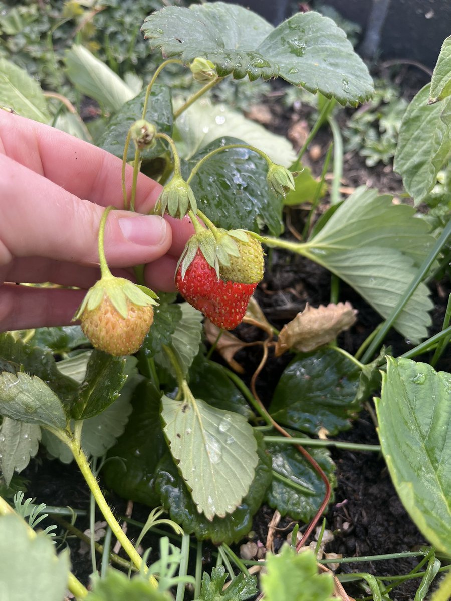 Starting to reap the added benefits of gardening group 🍅 🍓 <a href="/RFL_NRC/">RFNeuroRehabCentre</a> <a href="/MarketaRamsay/">Marketa</a> <a href="/Freya_OT/">Freya Powell</a> <a href="/nadiaslt/">Nadia Jeffries</a>