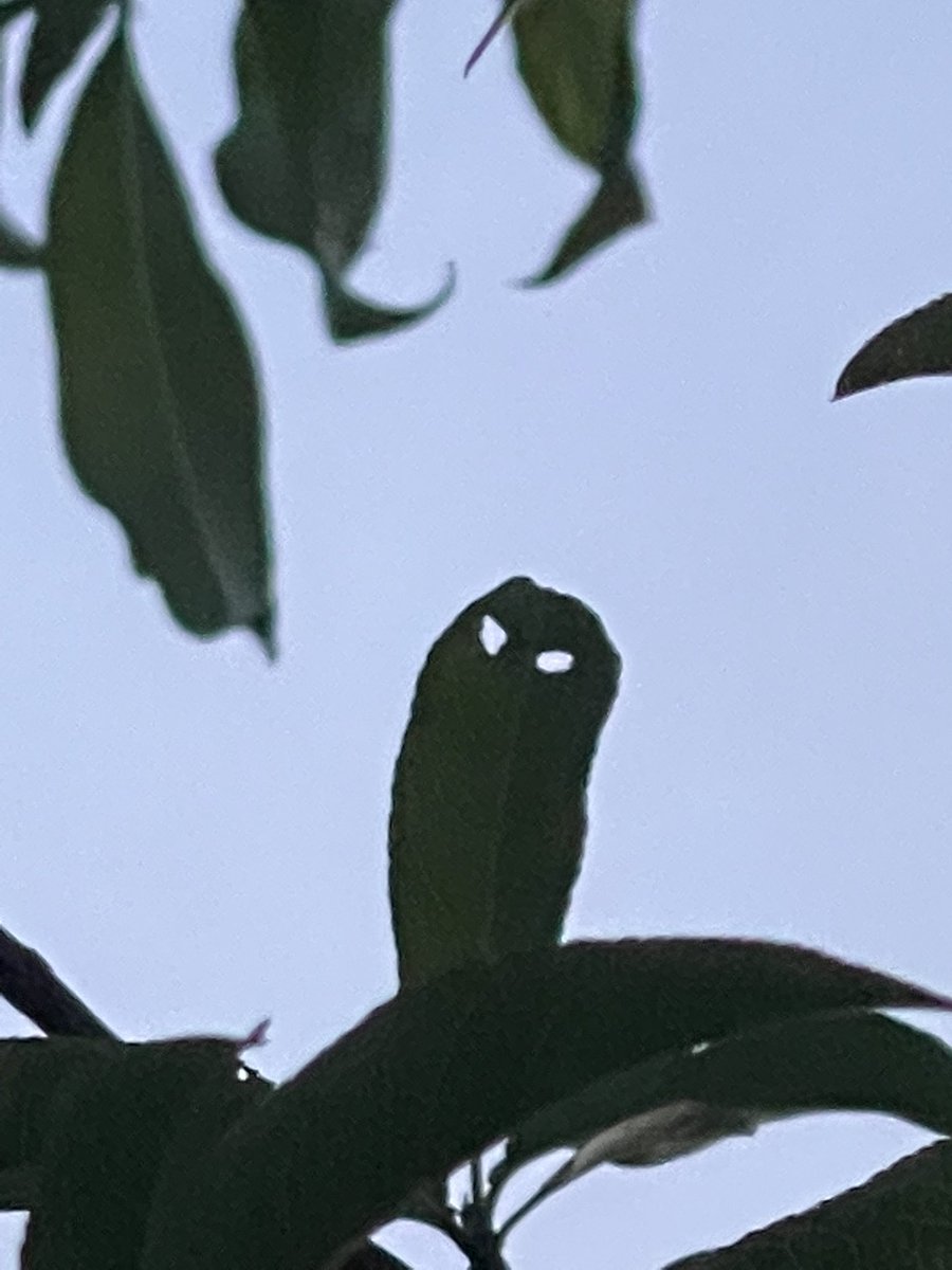 Alik_chal's tweet image. Co on może chcieć 🤔 #photo #liść