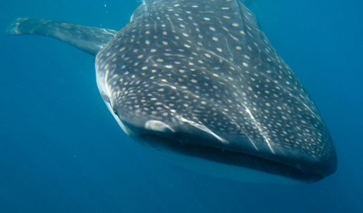 MaraLezama's tweet photo. El #TiburónBallena es el pez más grande del planeta, esta maravillosa especie protegida, llega a medir más de 12 metros y a pesar más de 21 toneladas. En #QuintanaRoo tenemos la fortuna de poder contar con su presencia de mayo a agosto. ¡No se pierdan estas fotografías! 📸🦈 https://t.co/0KlaQ9PcD0