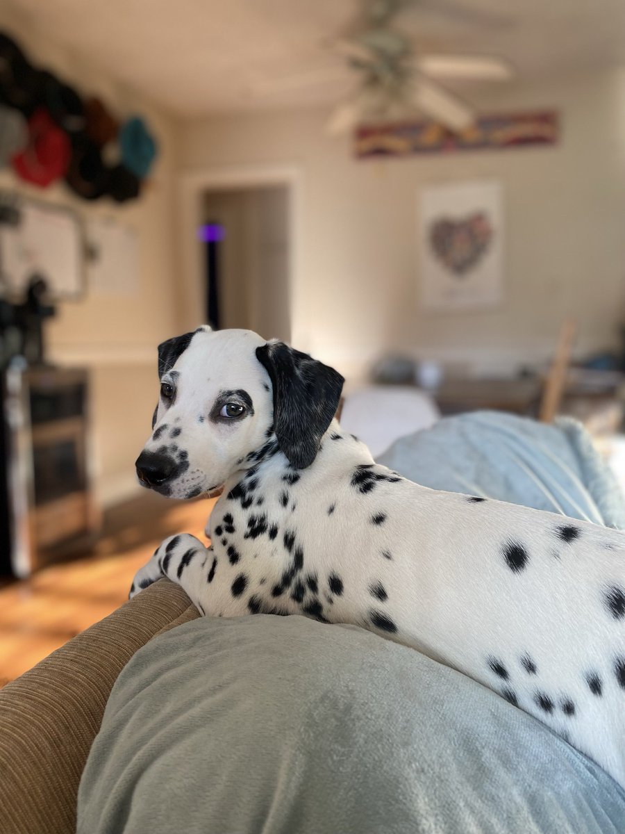 hangrylifts's tweet photo. I mean look at how cute my baby is 🥺❤️ #dalmatianpup https://t.co/vQUDhEdIWL