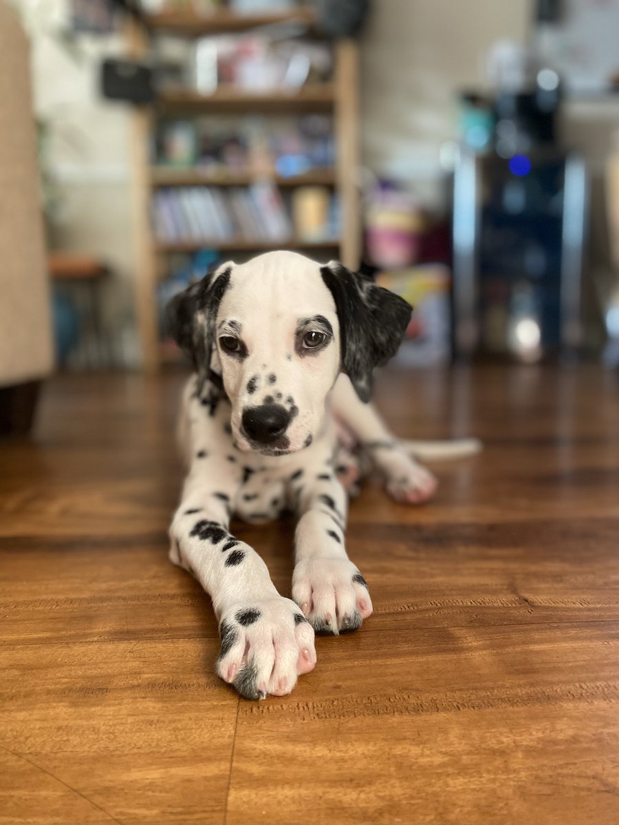 hangrylifts's tweet photo. I mean look at how cute my baby is 🥺❤️ #dalmatianpup https://t.co/vQUDhEdIWL