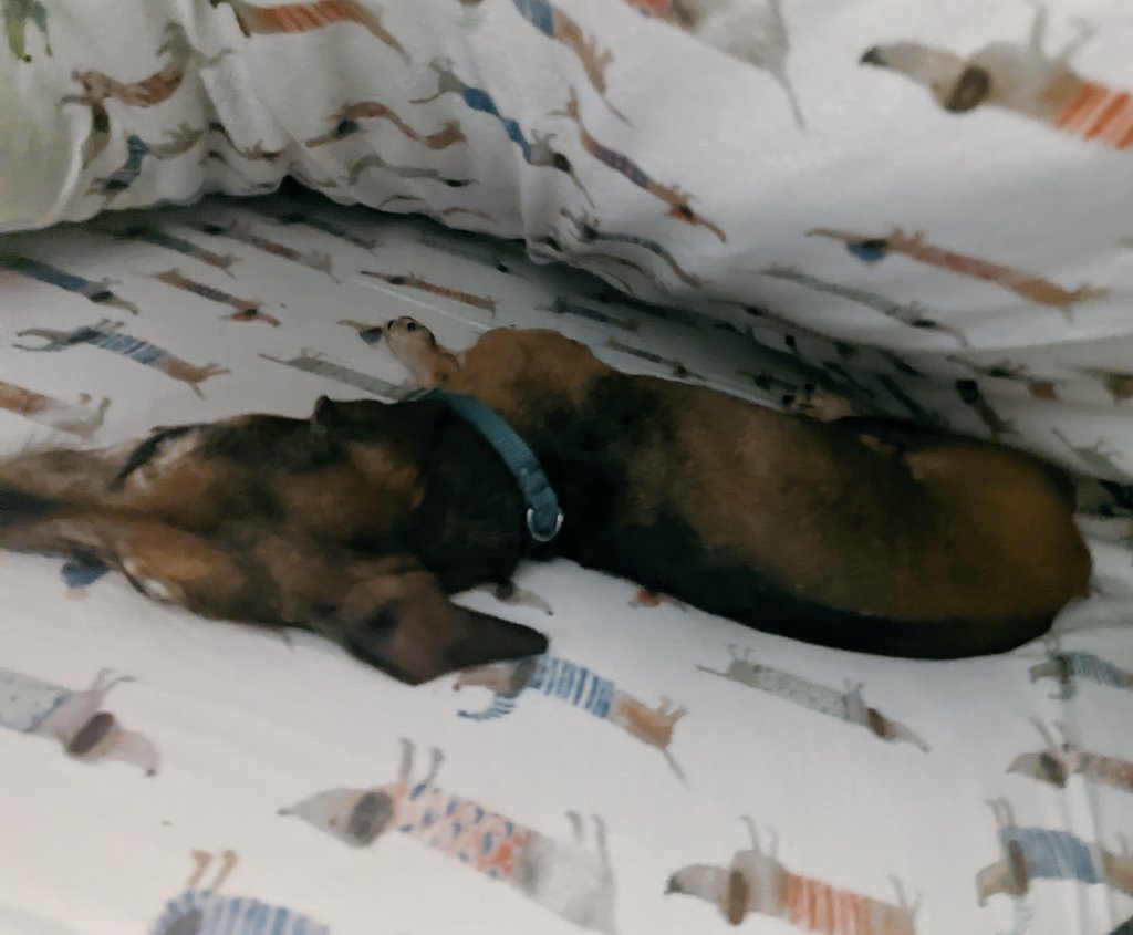teqswarner's tweet photo. The Deputy Director has next level hide and sleep skills! Can you tell which one is the real #dachshund? #PetsOfANU #PhDog #DachshundsOfCanberra #SleepingDogs https://t.co/n3m40HyA41
