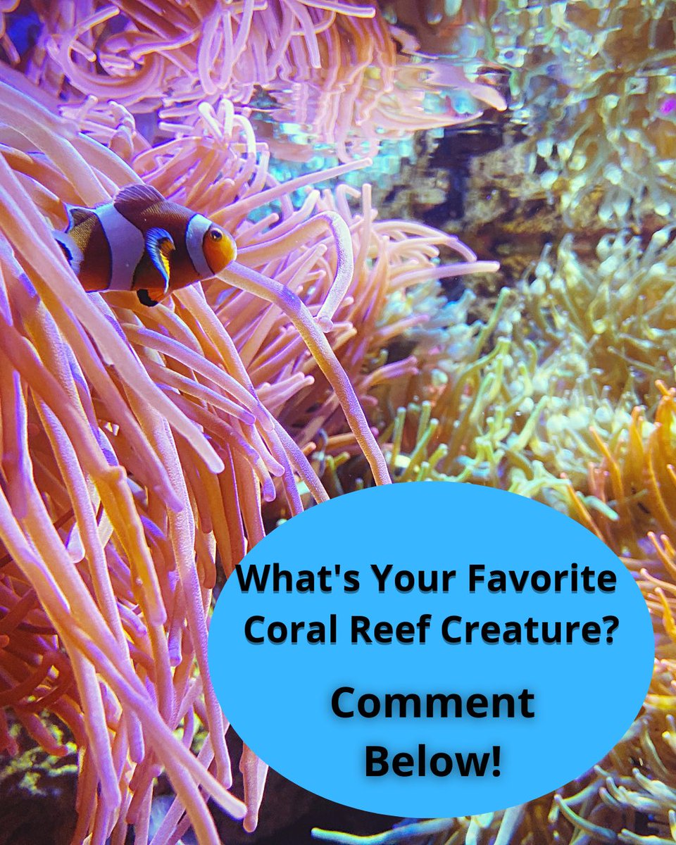 CollectionReef's tweet image. Comment, retweet, and share with a friend! 

Help us save the coral reefs by sharing this post, and joining our community of change makers!
#NFTCommmunity #MakeADifference #MakeAmazingHappen #MakeYourGreenMark #ForTheFuture