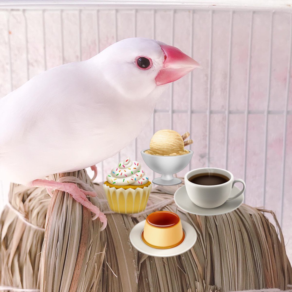 mayu_hottea's tweet photo. おはようございます！

朝イチの対面レッスンに行って来ます‼︎
レッスンを通して、みなさまの笑顔と幸せのお���伝いができますように✨

ピーコ、帰って来たら一緒に遊んでね🕊💕

#朝活 #対面レッスン #ストレッチ #文鳥 https://t.co/34XdD1Eeqb