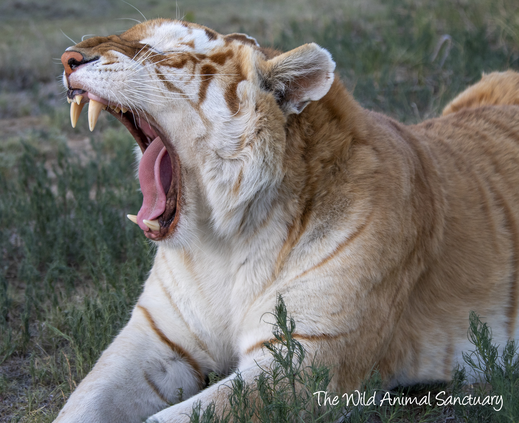 The Wild Animal Sanctuary on Twitter: The Wild Animal Sanctuary on Twitter: