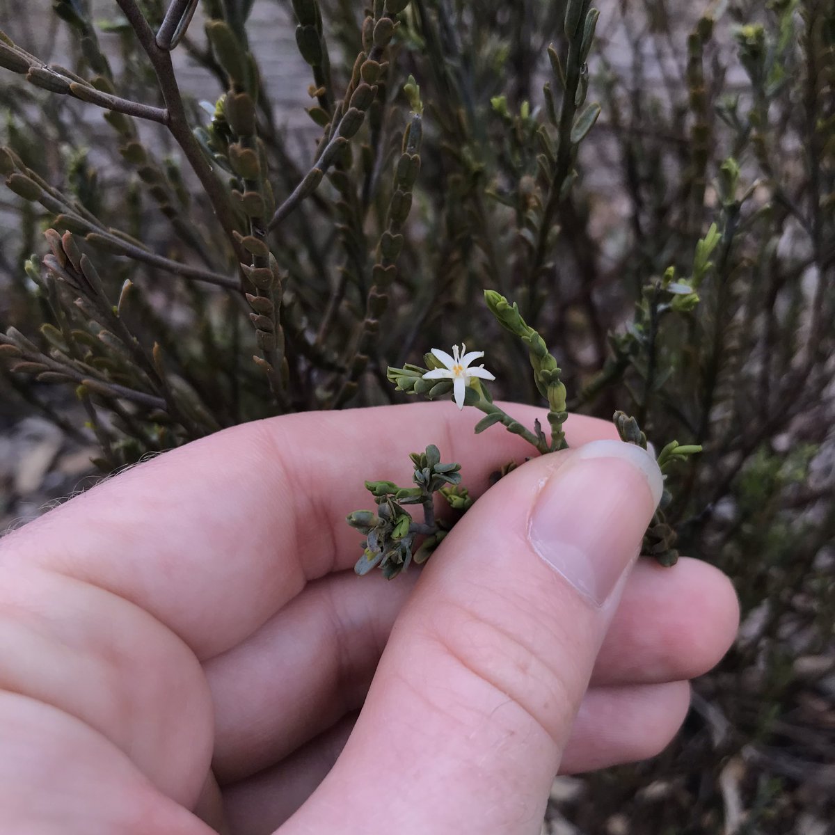 lost_in_botany's tweet photo. More #Olax benthamiana in bloom! I wonder how many of the plants in the area is parasitising 🤔#Olacaceae https://t.co/BCHNwA9C9v