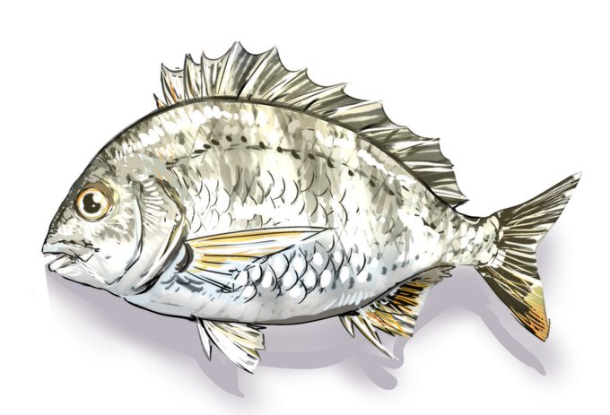 体高が普通バージョン 