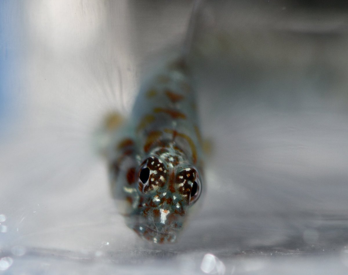 dfbvaz's tweet photo. Small but fierce! Staring into my soul like “come over here, I can take you down!!!” 
This little guy is approximately 25mm long :)
#eviota #nastygoby #guam #fish #fishes #guamfishes #fishesofguam #cryptobenthic #small #fierce https://t.co/zal8RGeQ5T