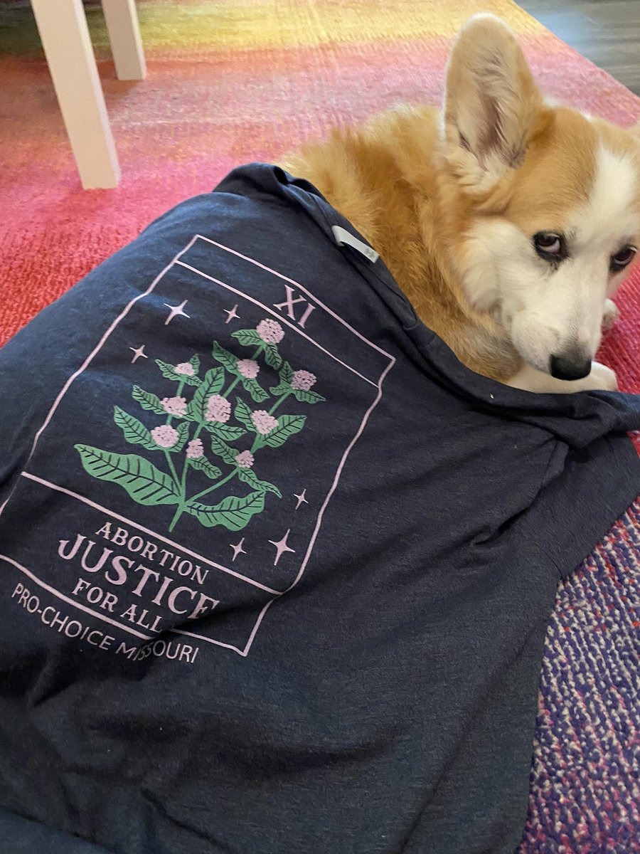 AbortionAction's tweet image. We love a good #ProChoice doggo! #CorgisForChoice