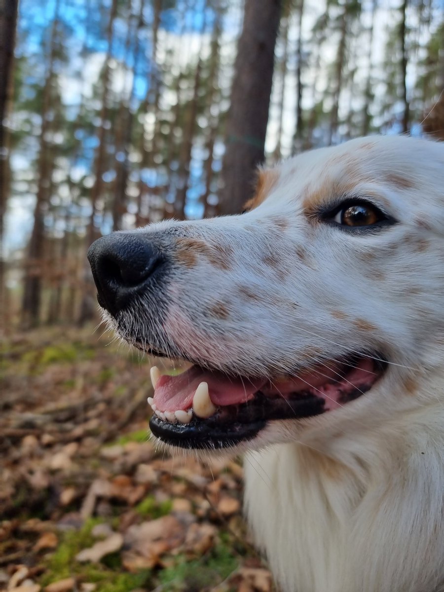 FinlayWorld's tweet image. Danke an alle die mich auf meiner Reise begleiten, und mich hier so herzlich willkommen heißen. Ich freue mich auf die Zeit mit euch ☺️🤍

#twitterrudel #bordercollie #dogsoftwitter