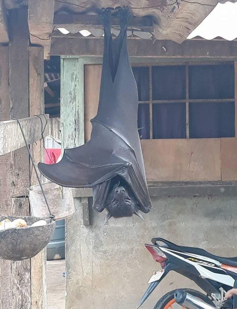 5 foot bat in the Philippines. Yes it's real. No it won't eat you. It's a herbivore. But holy crap is huge. They're a thing there.