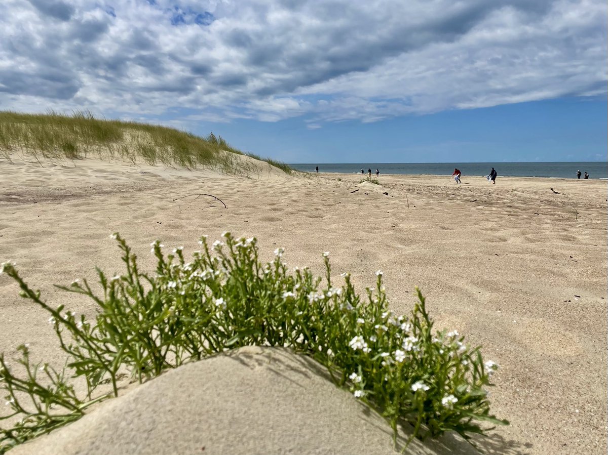 EllenHeer's tweet photo. Tijdens het afval opruimen ook mooie dingen gezien vandaag op het strand van Westenschouwen. #beachcleanuptour @denoordzee https://t.co/CQN5xrKiTy