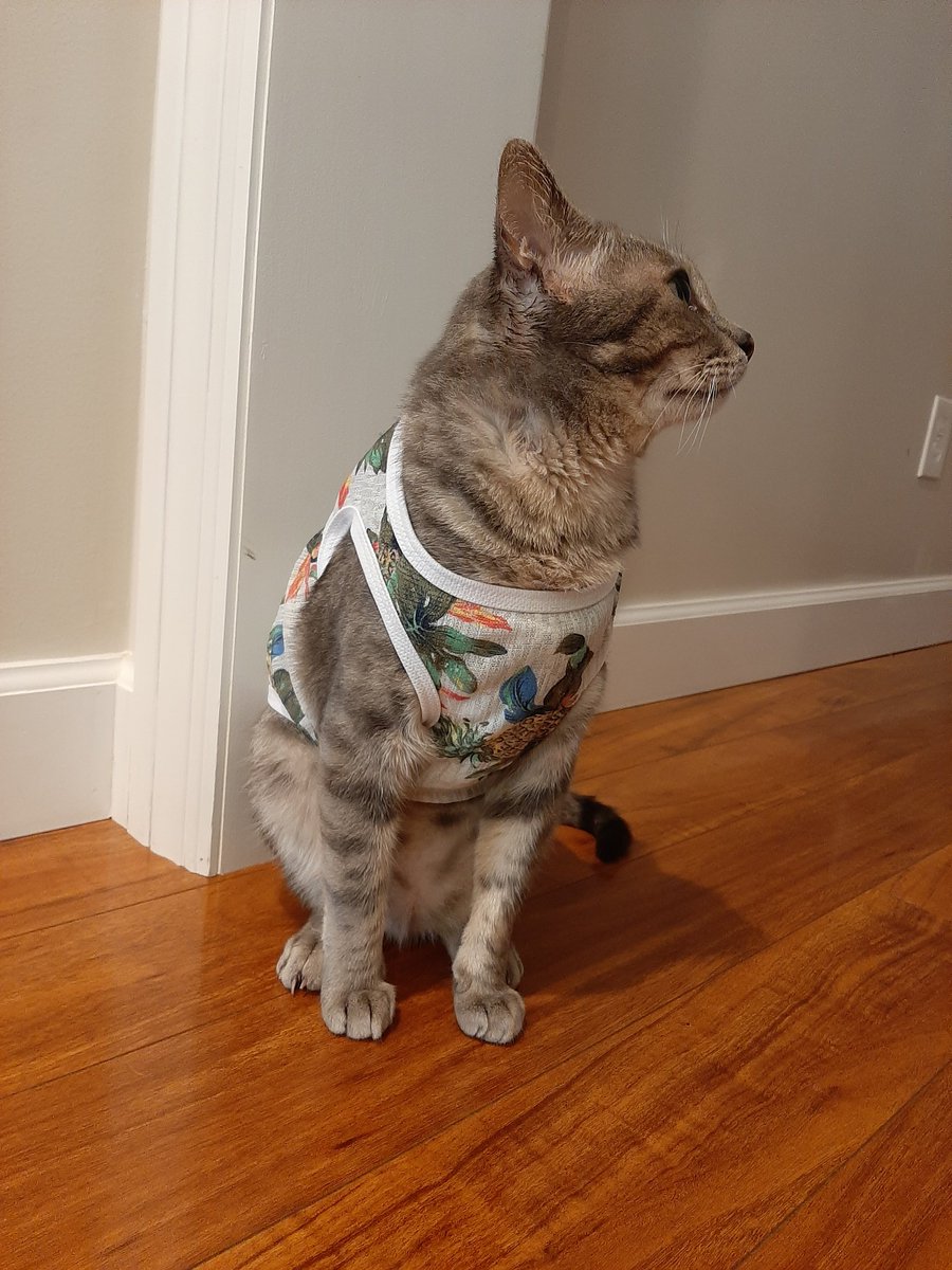 cindy_dryer's tweet photo. @memesiwish Small dog clothes work too https://t.co/Bte1oHYywj