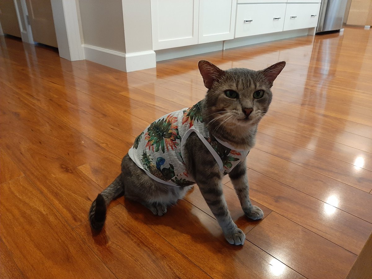 cindy_dryer's tweet photo. @memesiwish Small dog clothes work too https://t.co/Bte1oHYywj