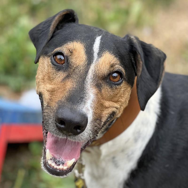 AdoptionsUk's tweet image. Please retweet to help Benji find a home #ESSEX #UK 

DETAILS or APPLY👇
dogstrust.org.uk/rehoming/dogs/……

#dogs #DogsofTwittter  #AdoptDontShop
