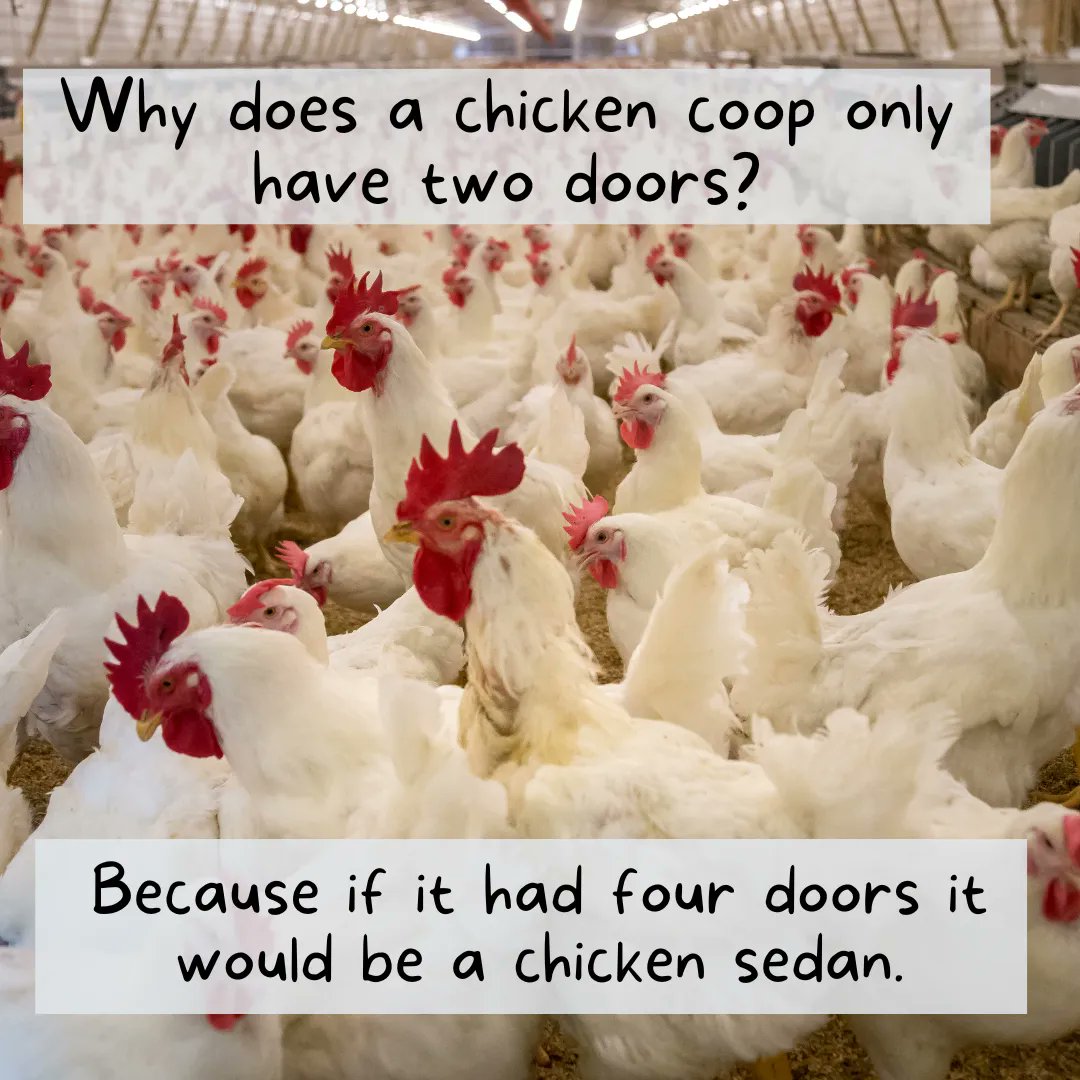 PolywestLtd's tweet photo. #FarmJokeFriday! What can we say? Our taste in humour is im-peck-able.π
Have a great weekend, everyone β and as always, feel free to share your best/worst joke! π
#AgTwitter #cdnag #agriculture #WestCdnAg #farmers #farming #harvest22 https://t.co/Gq1oov8C8I