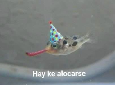 *Yo en mi cumpleaños sin querer hacer nada*

En el cumpleaños de alguien más: