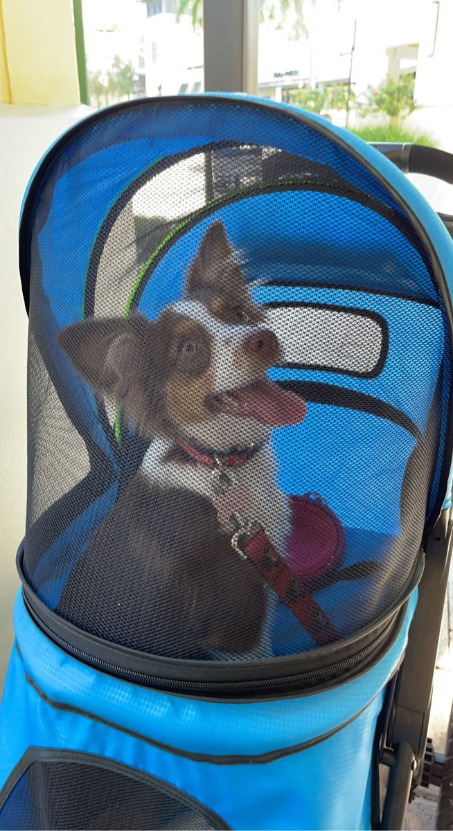 please help me &amp; my family with my puppy’s medical expenses :( ❤️‍🩹

gofundme.com/f/help-diagnos…

#GoFundMe #Donation