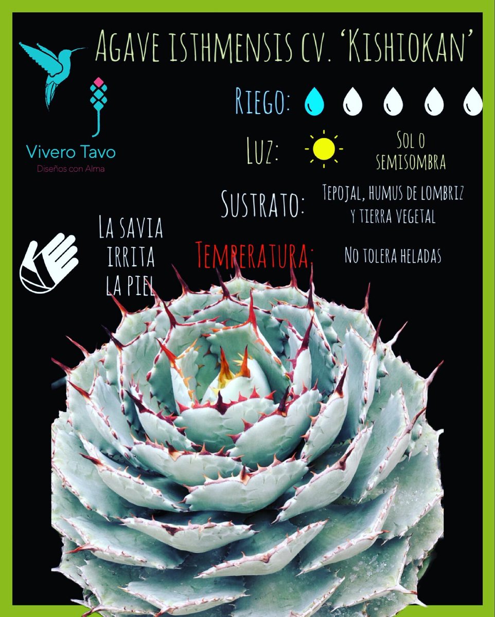ViveroTavo's tweet photo. Agave isthmensis Kishiokan ¡Visítanos, te estamos esperando!

#BebederoColibries #Pachuca #cactus #suculentas #plantas #carretas #macetas #elegancia #diseño #sustratos #bancas #agaves #charolasparagerminar #fuentes #vermiculita #perlita #humusdelombriz #interiores #jabonpotasico https://t.co/xkpfouwhW4