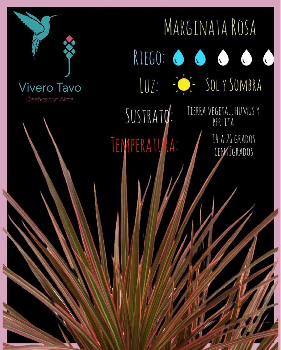 ViveroTavo's tweet photo. Dracaena o Marginata Rosa ¡Visítanos, te estamos esperando!

#BebederoColibries #Pachuca #cactus #suculentas #plantas #carretas #macetas #elegancia #diseño #sustratos #bancas #agaves #charolasparagerminar #fuentes #vermiculita #perlita #humusdelombriz #interiores #jabonpotasico https://t.co/SI5fvkZwWD