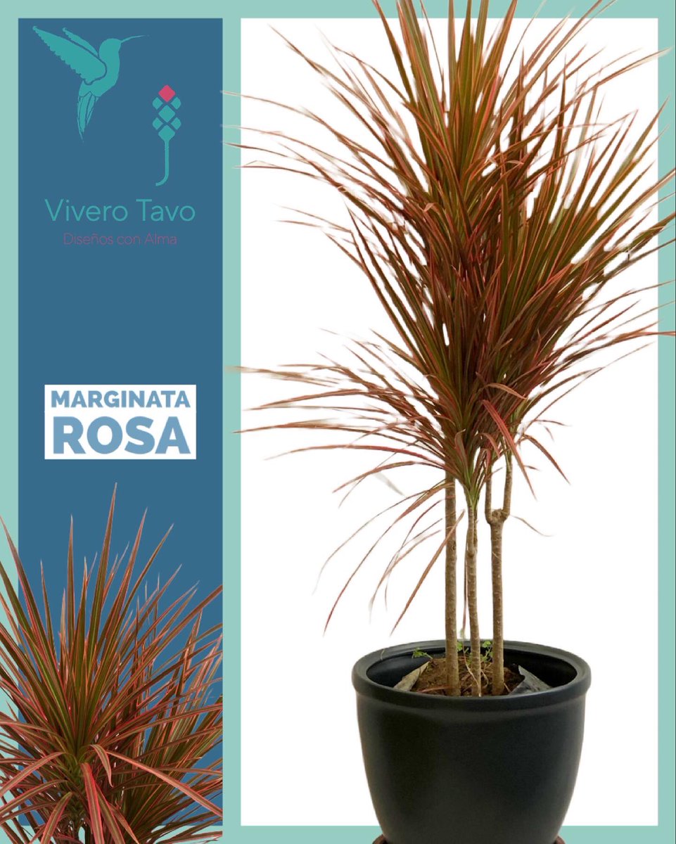 ViveroTavo's tweet photo. Dracaena o Marginata Rosa ¡Visítanos, te estamos esperando!

#BebederoColibries #Pachuca #cactus #suculentas #plantas #carretas #macetas #elegancia #diseño #sustratos #bancas #agaves #charolasparagerminar #fuentes #vermiculita #perlita #humusdelombriz #interiores #jabonpotasico https://t.co/SI5fvkZwWD