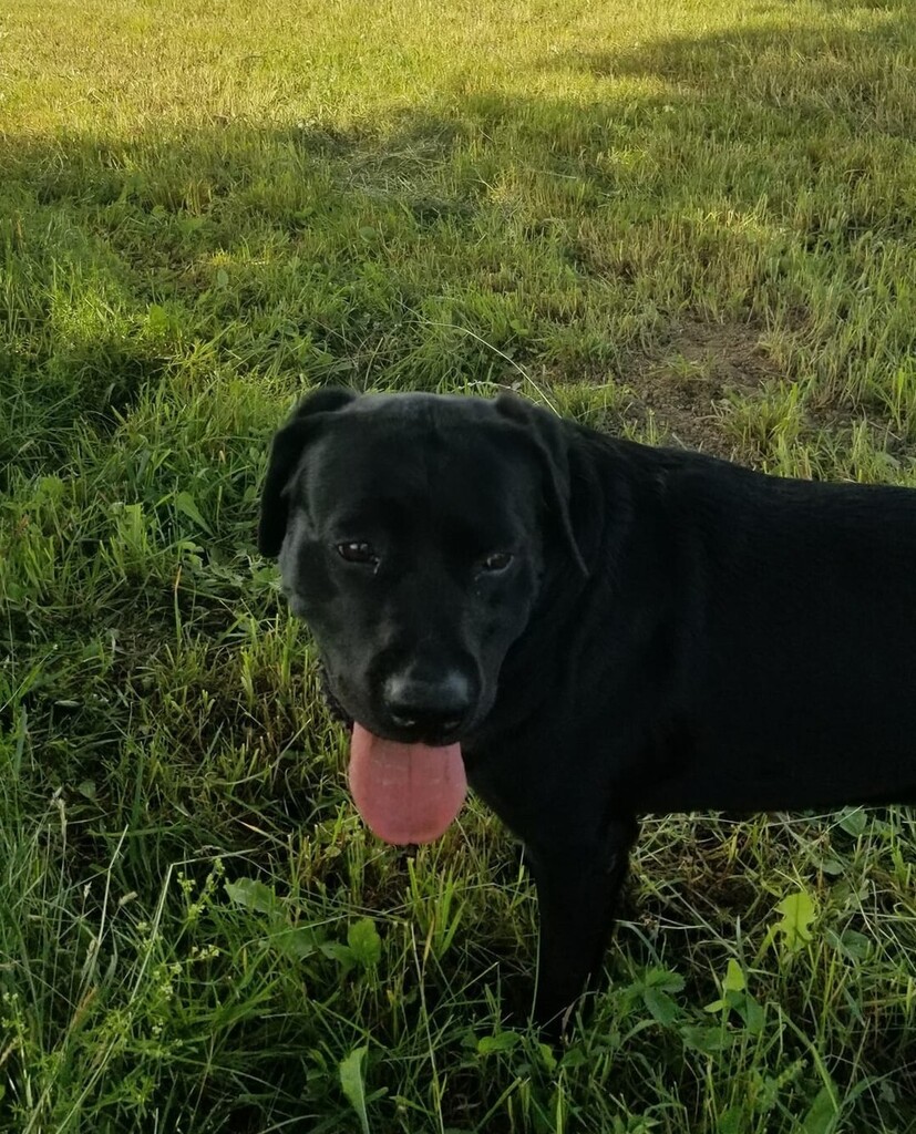 NYBeefCouncil's tweet photo. Nato is out here working! Who doesn't love a hard working beef farm dog? Photo: @mapleacresblackangusbeef
#beef #beeftogether #nybeef #worklikeadogday https://t.co/BxHyLaUXav https://t.co/jeDT4poxNa
