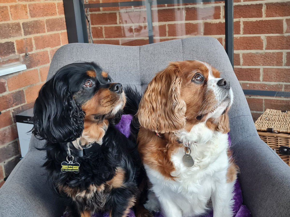 paulvincentbro1's tweet photo. Dad dad this is our best side #dogposing https://t.co/mPdqBsoVtY
