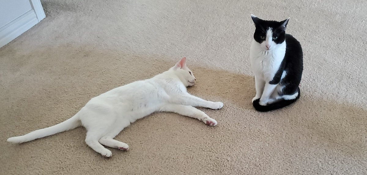StacyTSimmons's tweet photo. Ziggy and Riven are either hungry or going to crit my writing. 

Anyone else have an audience while at work?

#Cats #WritingCommunity #Toocute #Ineedtofocus https://t.co/peziHnl1Gt