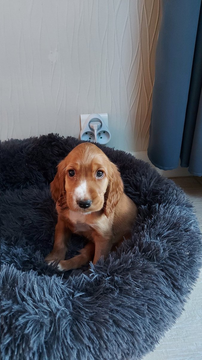 New member in the family, say hi to Mia. She is 2 month old.