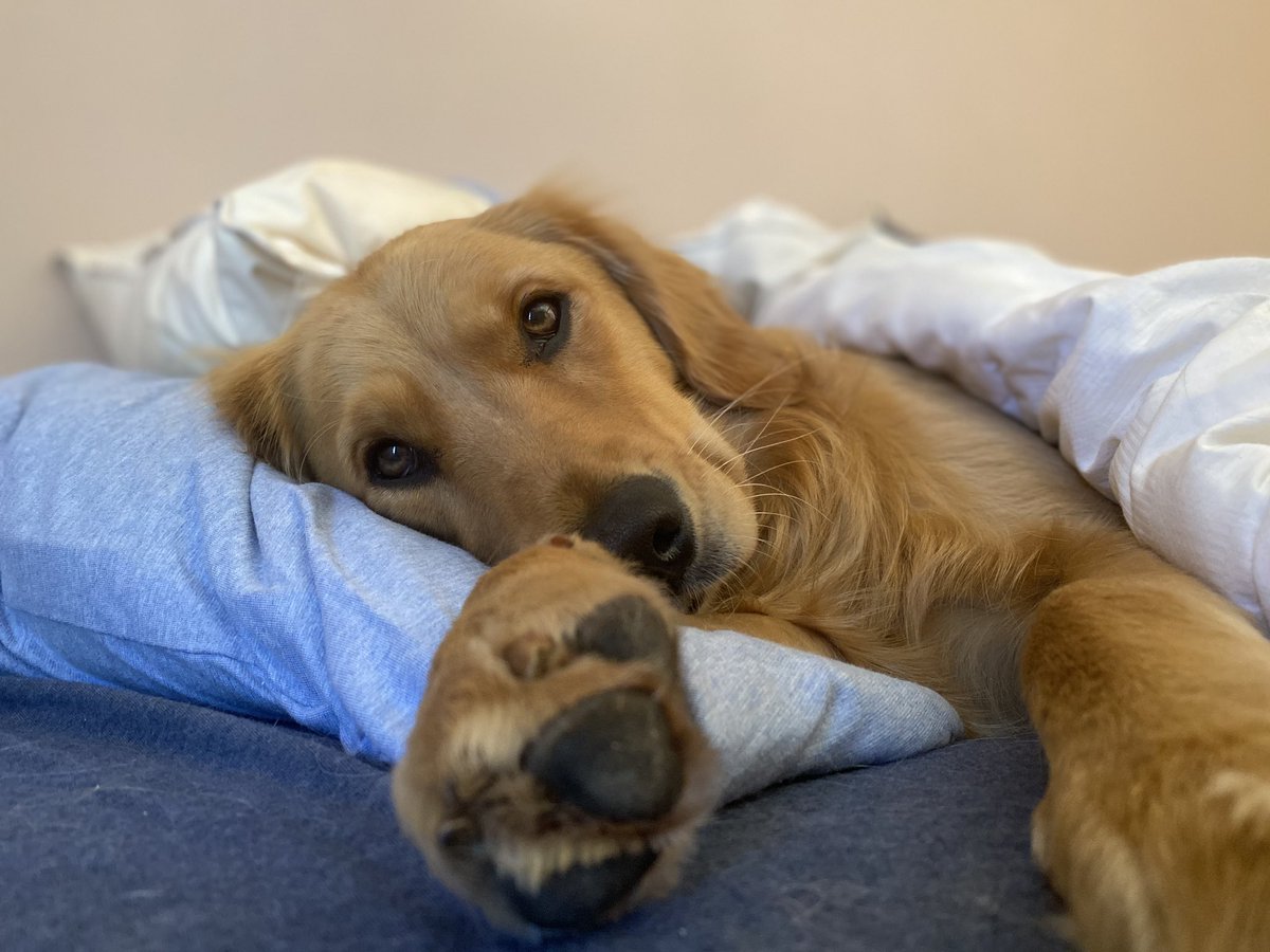 kaperlak's tweet photo. @Casper Anouk has 3 @Casper beds to choose from! https://t.co/gc3gCG1DU2