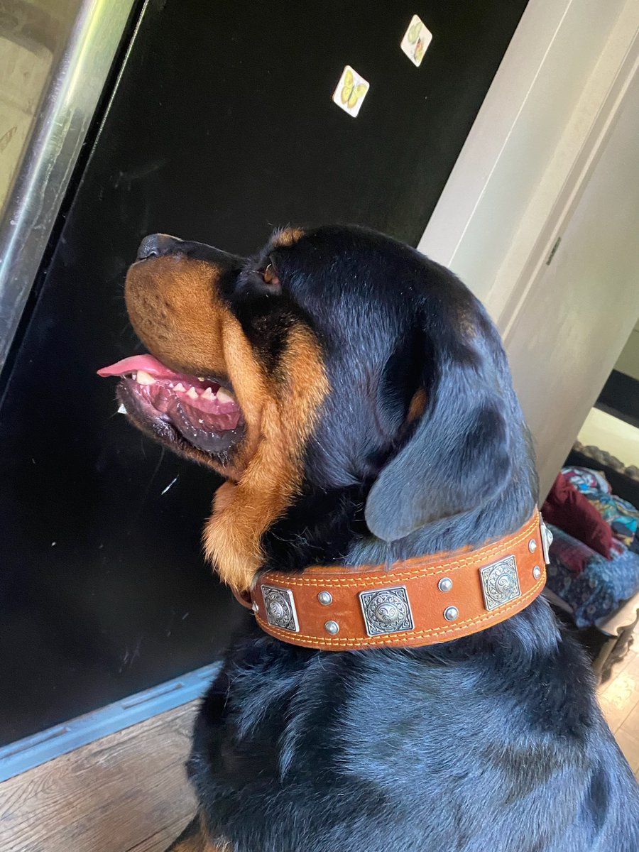 Teddy has a dress-up collar for special occasions.