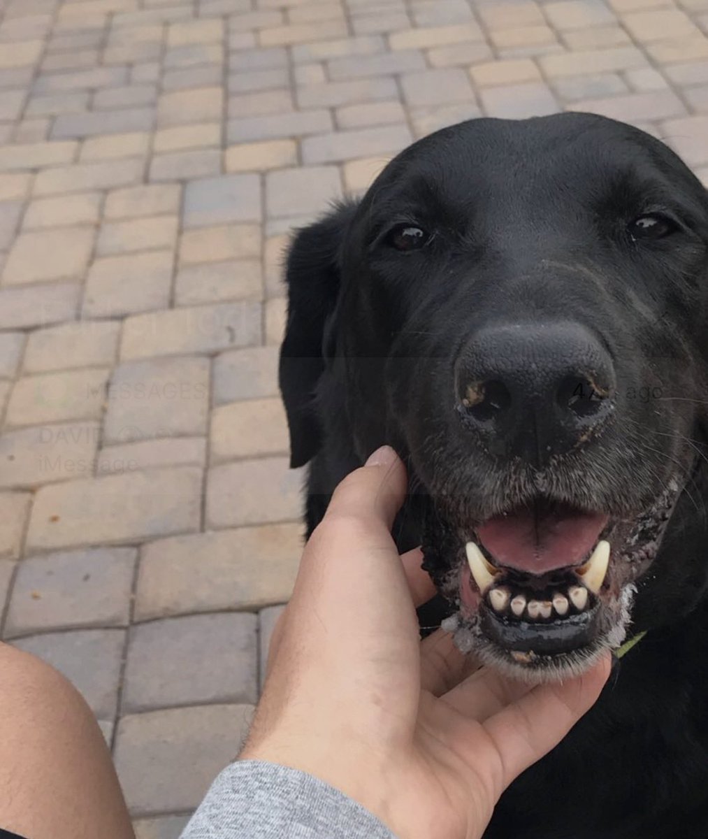 devinleon_'s tweet photo. Had to say good by to my best friend today, we lost a really good boy. I’ll miss you tucker. https://t.co/qgYWB2I0ER