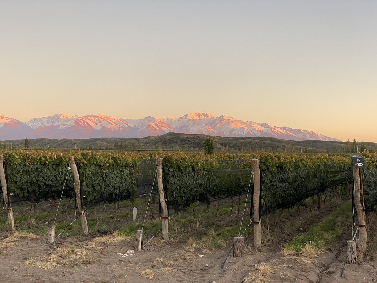 Facundo Impagliazzo tweet media