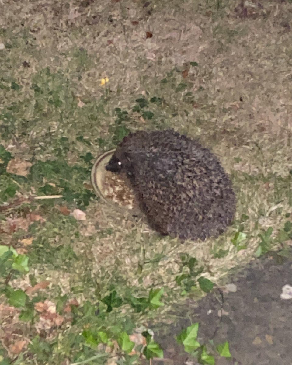 EmShannon20's tweet photo. Night #2 of hedgehog visitors. Happily working through the plate of food I got, not leaving any for his/her friendsโฆrather greedy ๐ฆ๐พ #hedgehog #hedgehogs #hedgehogsofinstagram #garden #gardencreatures #northamptonshire https://t.co/afXAeEjnQc